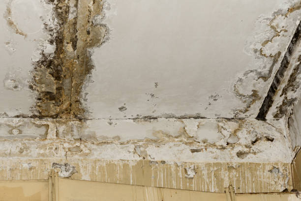 Best Real Estate Mold Inspection  in Wilmington, DE
