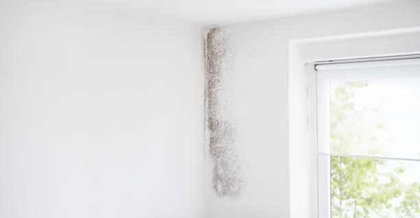 Best Asbestos and Lead Testing During Mold Inspection  in Wilmington, DE