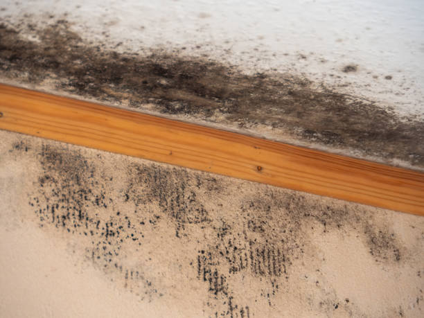 Best Post-Remediation Verification Testing  in Wilmington, DE