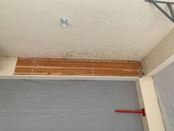 Best Mold Prevention Services  in Wilmington, DE