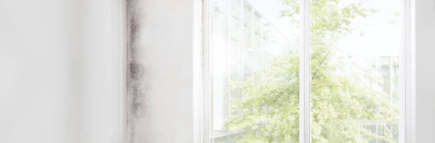Best Air Quality Testing for Mold Spores  in Wilmington, DE